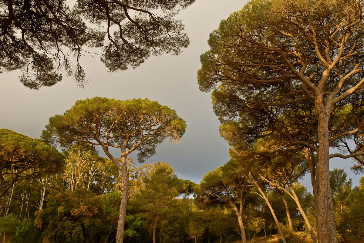 Forêt du Var au matin