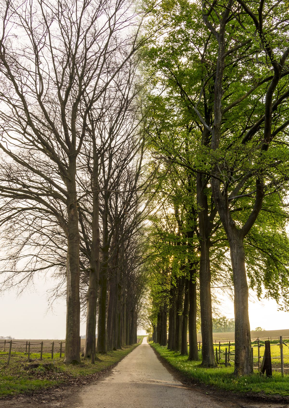 Laan in omgeving Widooie (Tongeren)