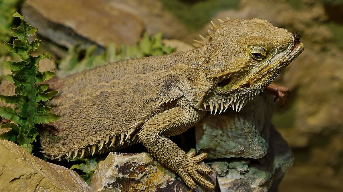 le repas de lézard pogona