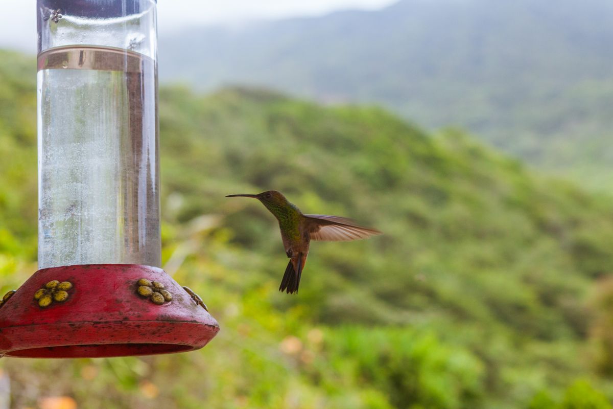 colibri