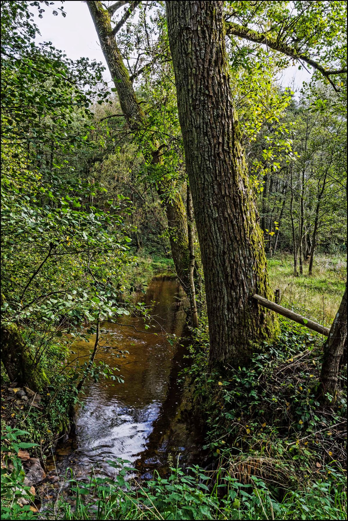 Dans les bois de Rendeux