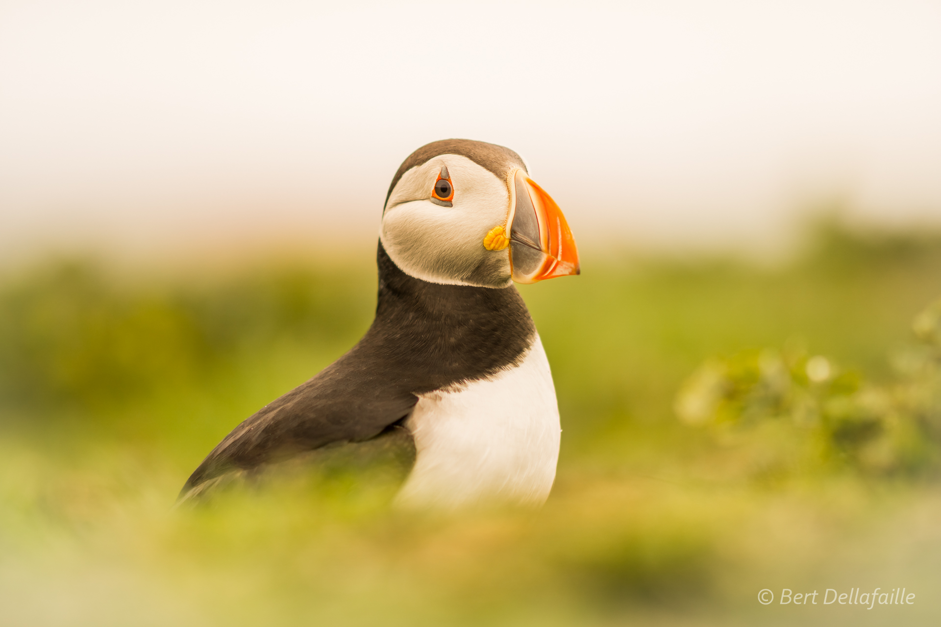 Puffin portrait 1