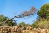 Vom Sturm geneigt ist dieser Baum an der Costa del Azahar, Spanien.