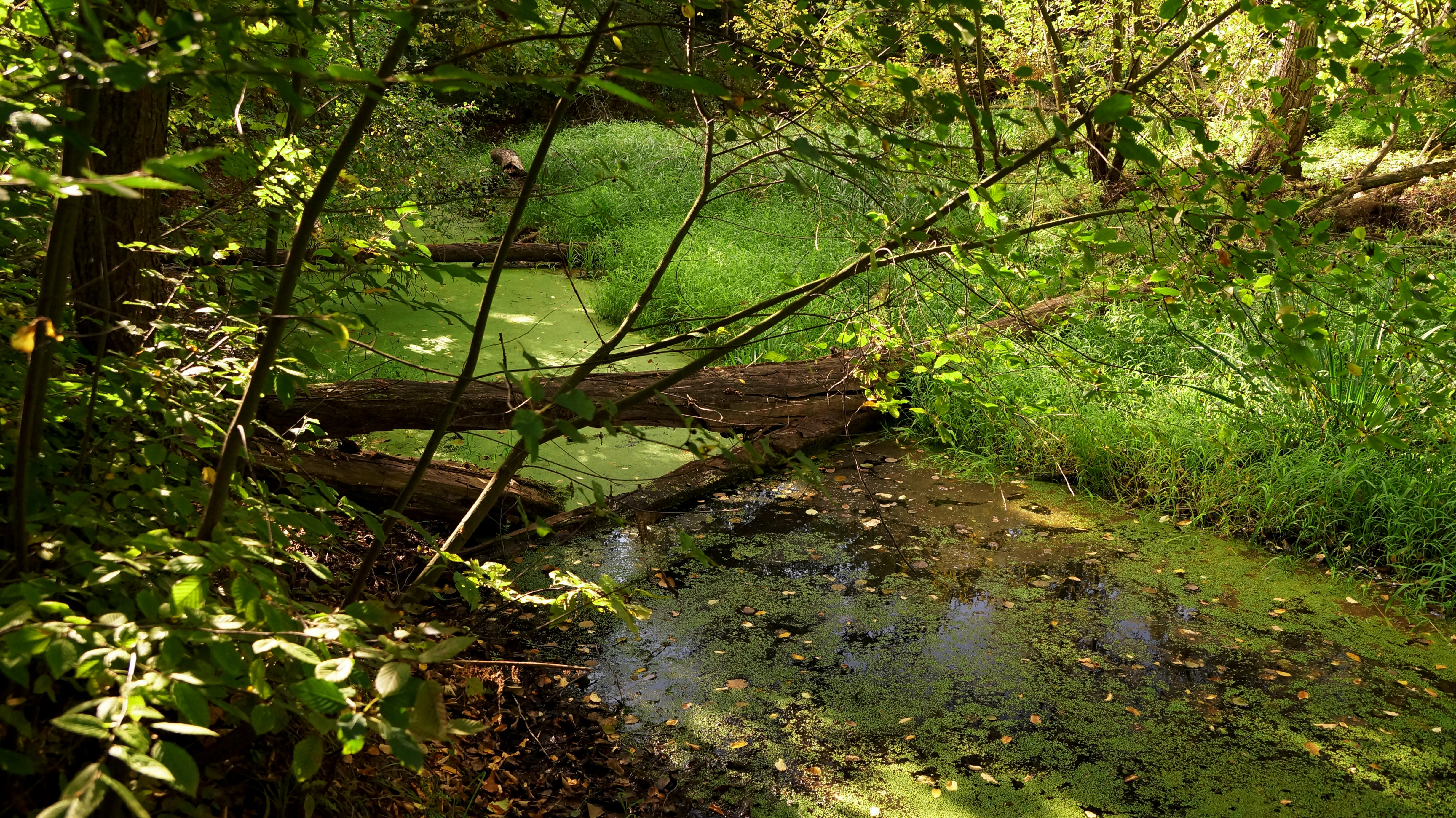 Puszcza Bolimowska