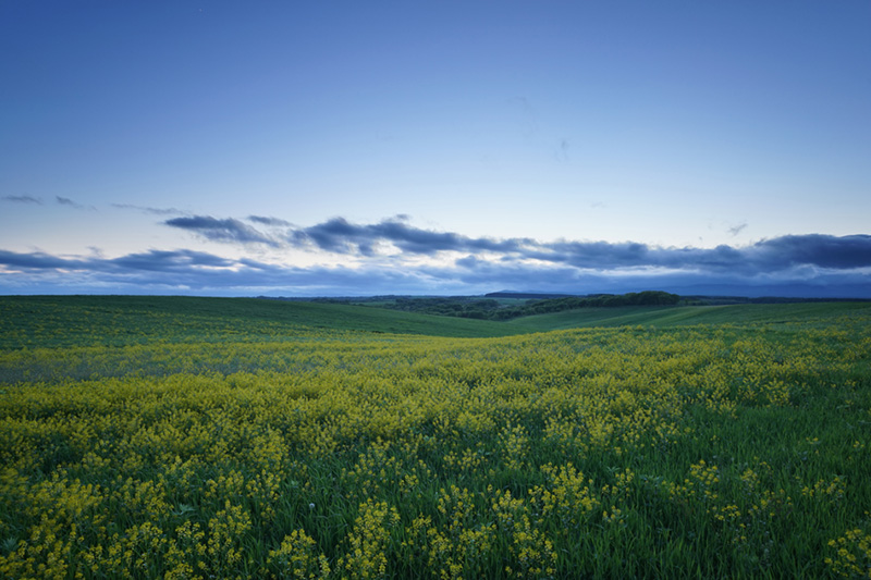 green field