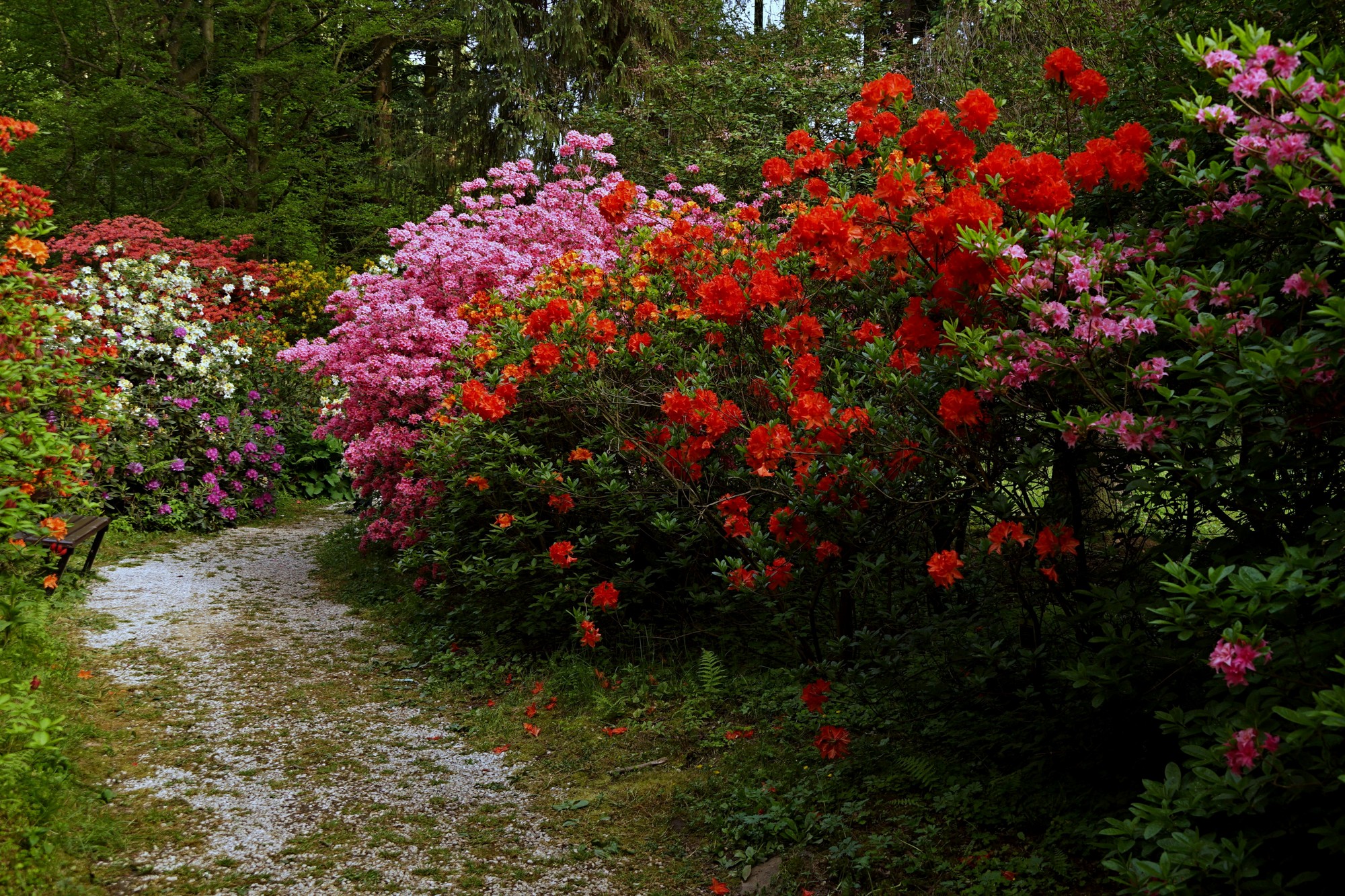 Arboretum Rogów