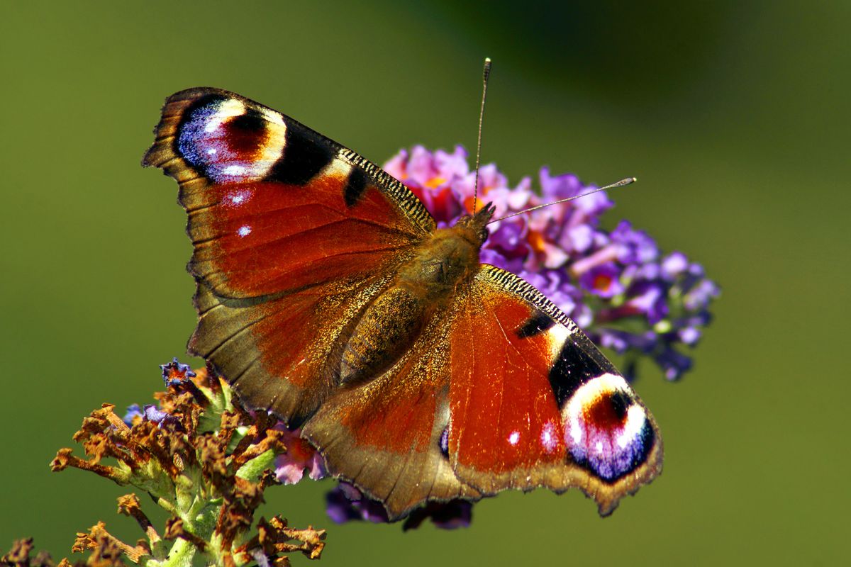 Tagpfauenauge Part 1 / Dieser Schmetterlinge wurde in Heimischen Garten aufgenommen ( Freihand Aufnahmetechnik )