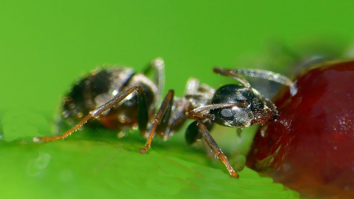 Ameise im Einsatz.JPG