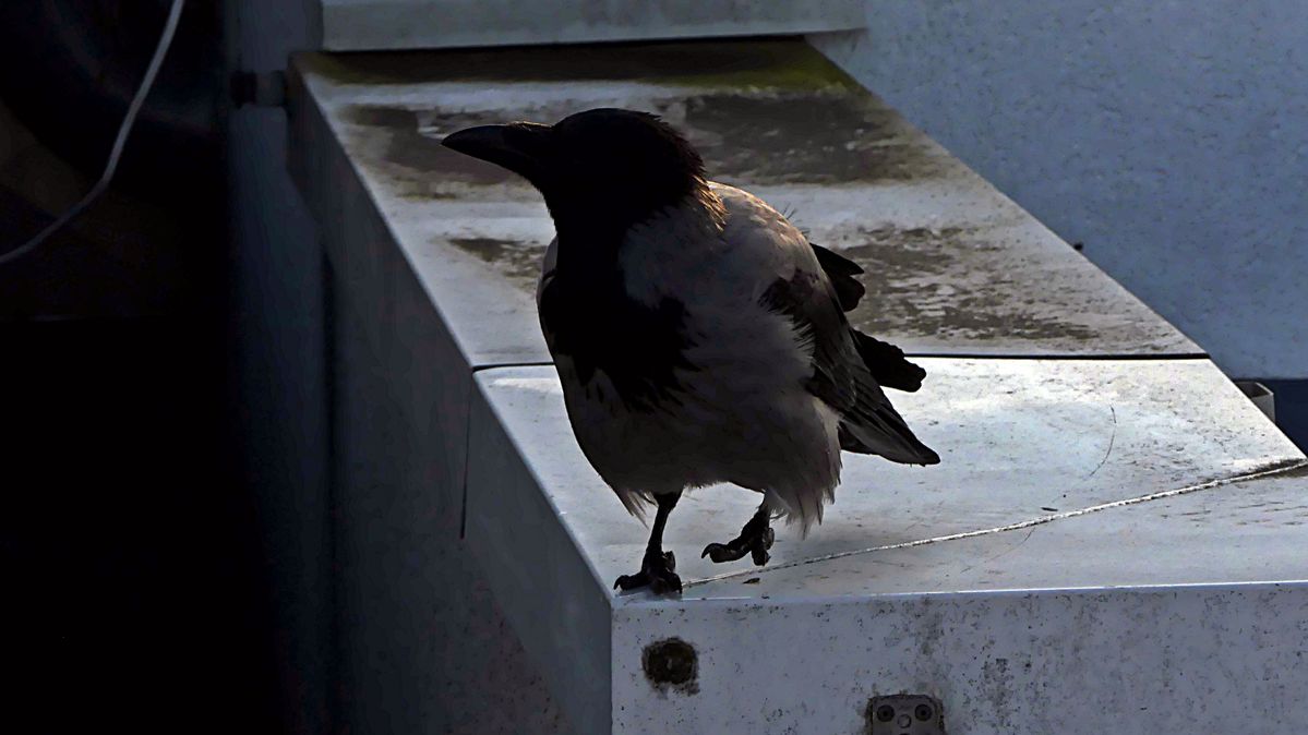 Krähe.JPG