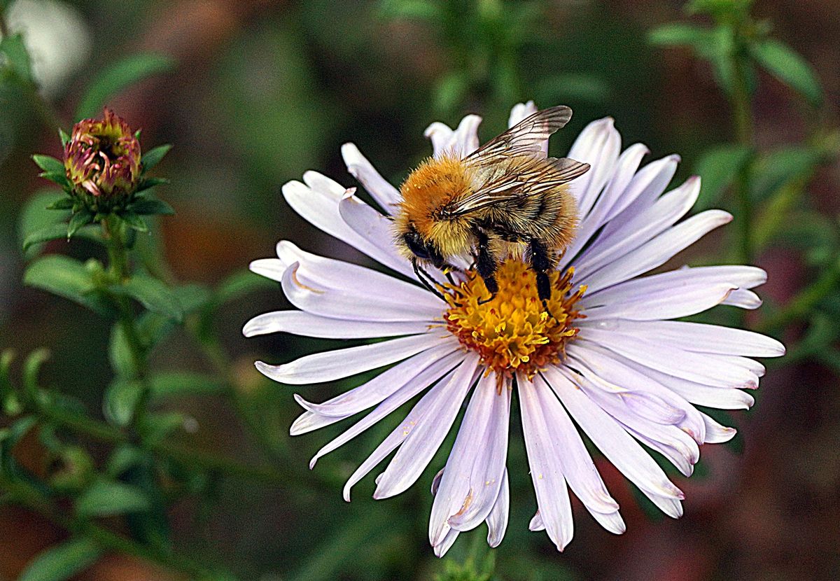 Blümchen mit Besucher.JPG