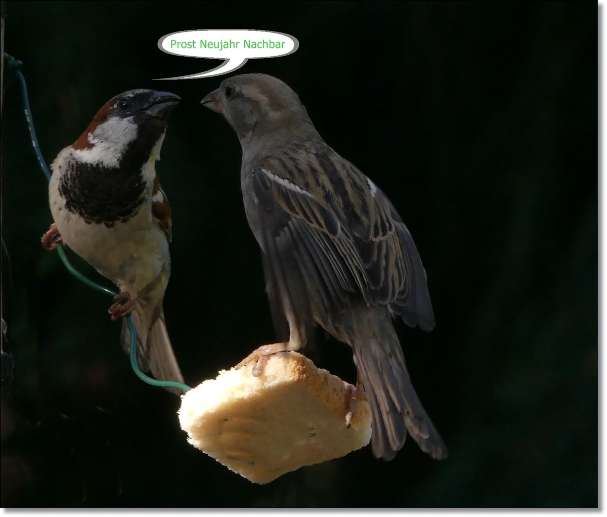 P1590864 Prost Neujahr Nachbar.JPG