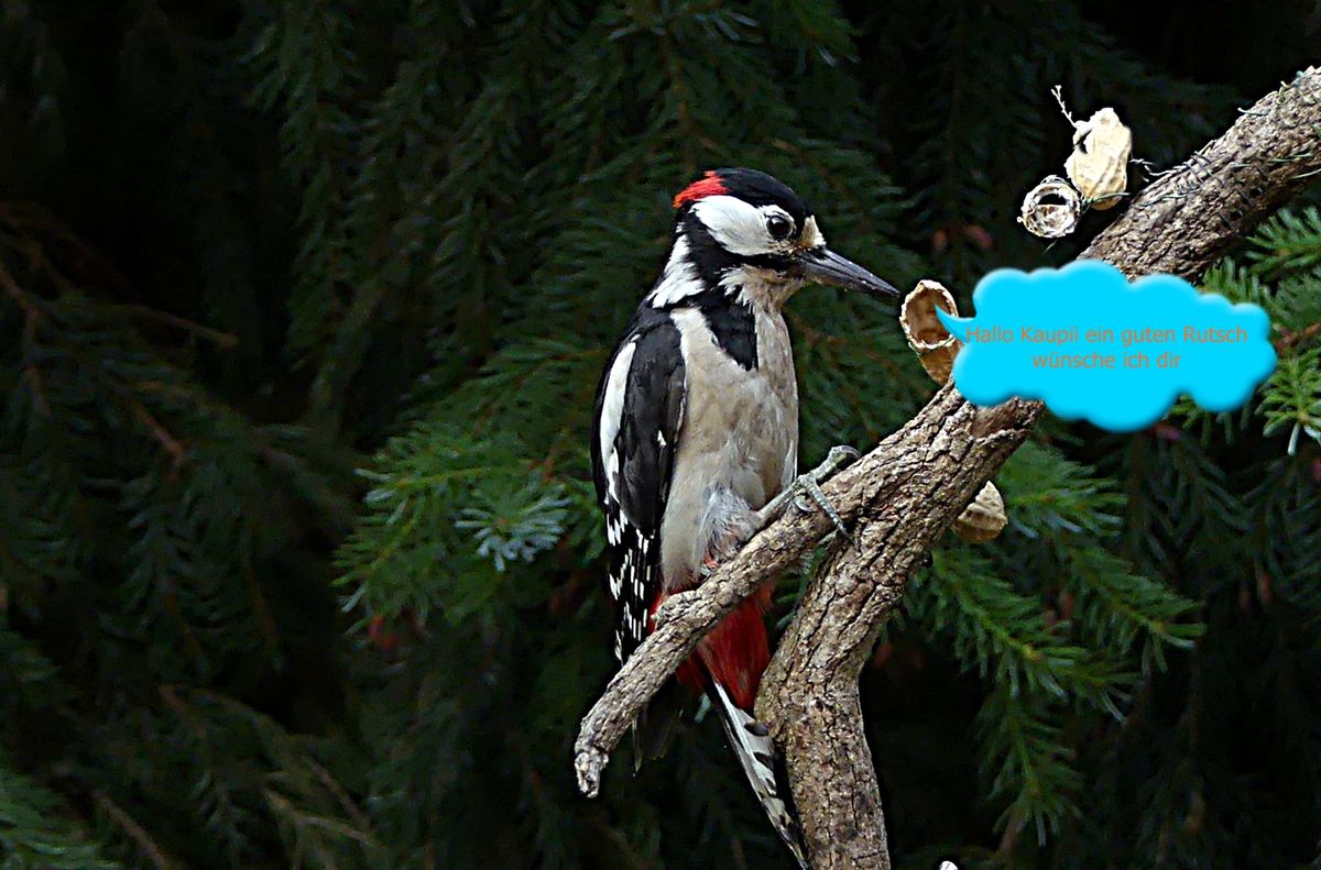 P1580146 Hallo Kaupii ein guten Rutsch.JPG