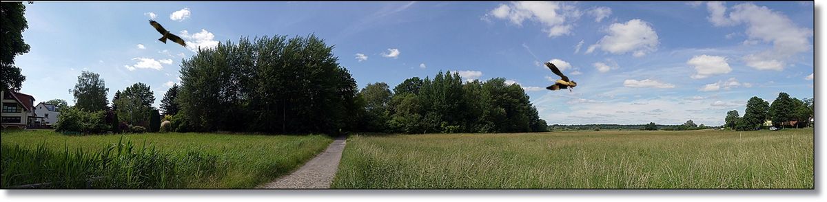 Landschaft in Berlin Lübars.jpg