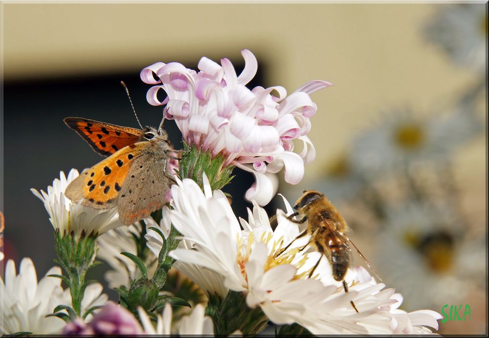 zwei auf einen Streich.jpg
