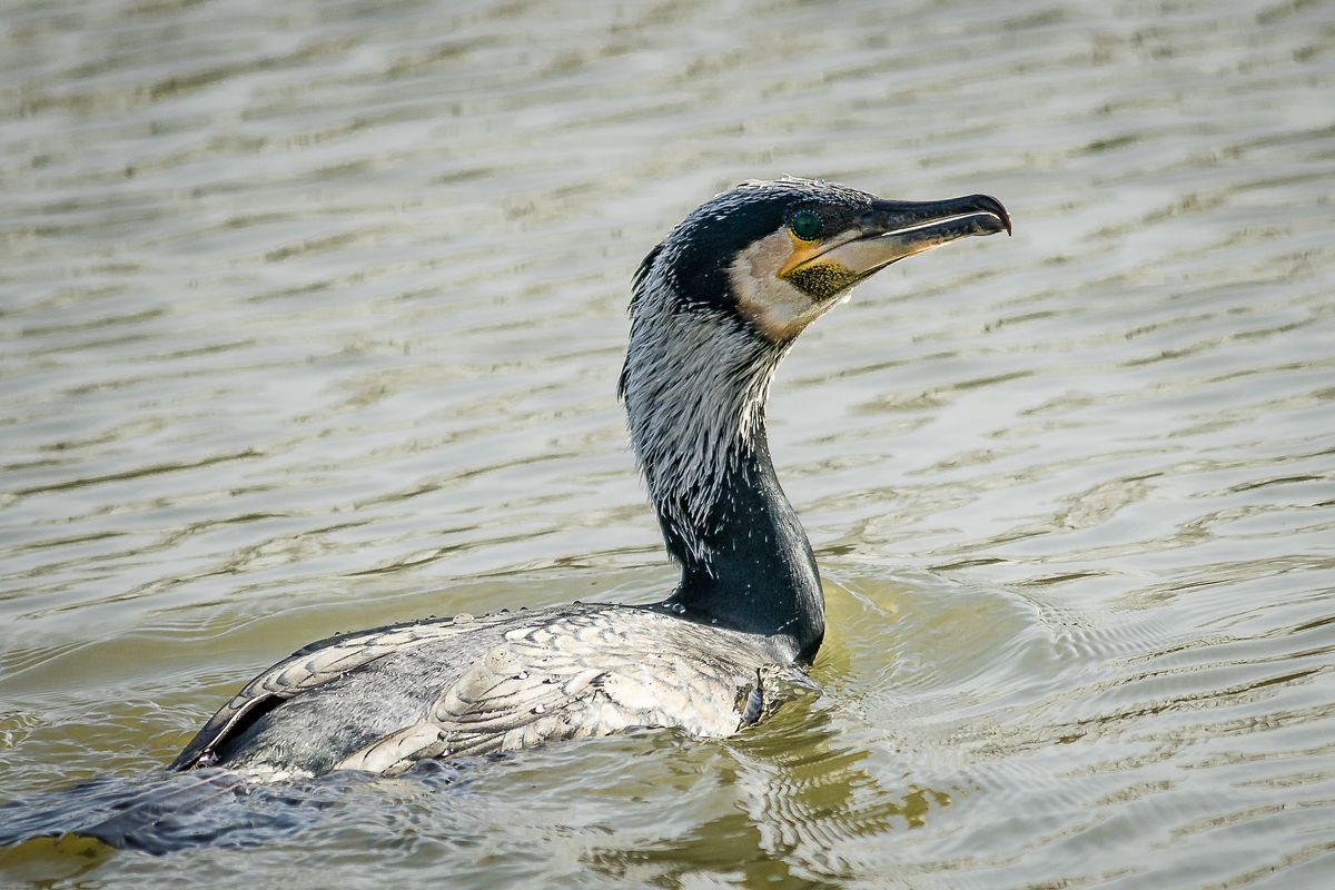 Kormoran auf See