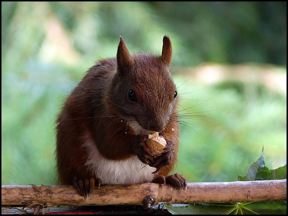 Kaupi die Erdnüsse schmecken gut hast du gut gekauft.JPG