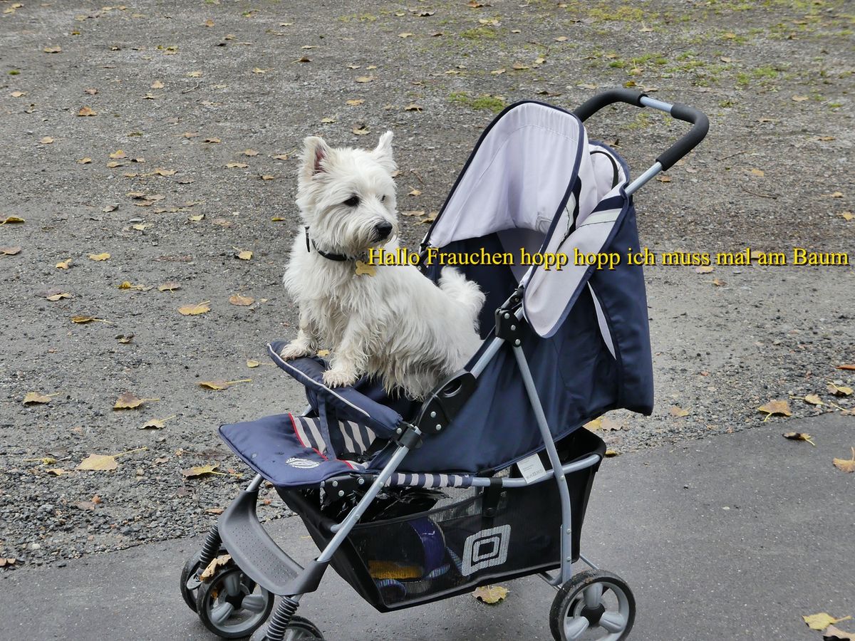 Hallo Frauchen hopp hopp ich muss mal am Baum.JPG