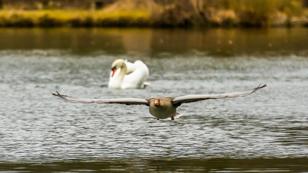Graugans im Tiefflug