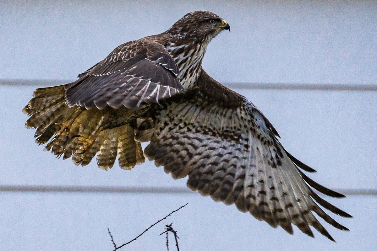 Bussard im Abflug-02029.jpg