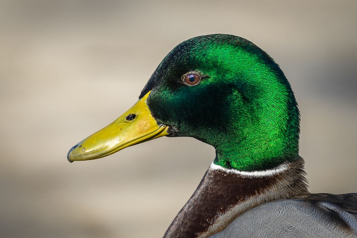 Porträt - Stockentenerpel
