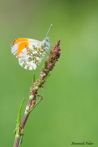 De eerste vlinder in de lente is het oranjetipje