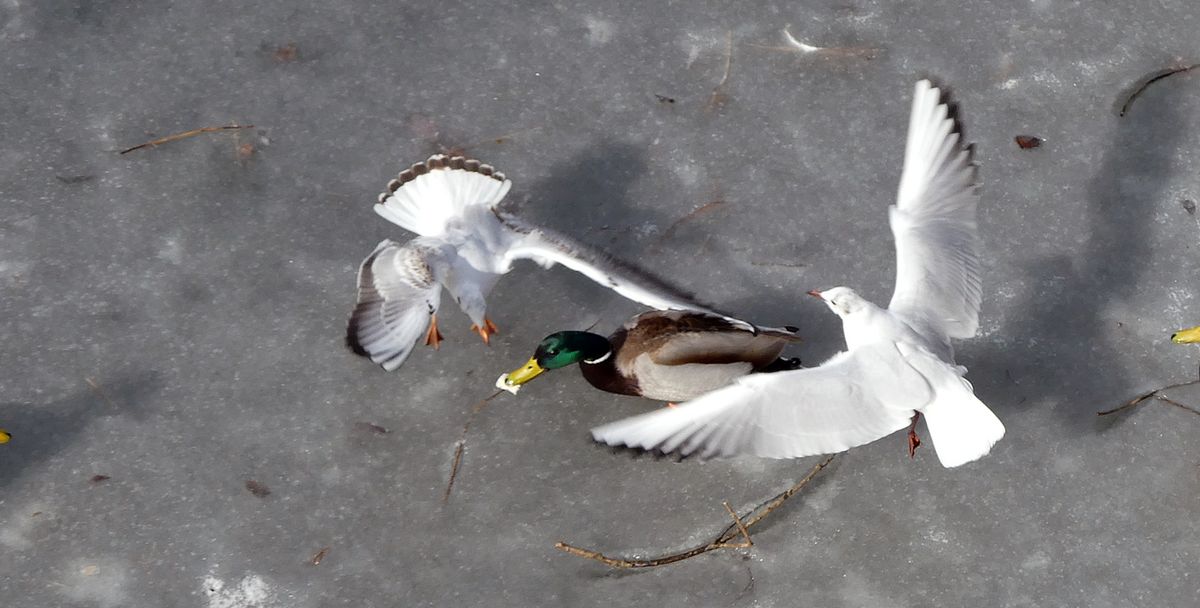 du kannst es doch was abgeben.JPG