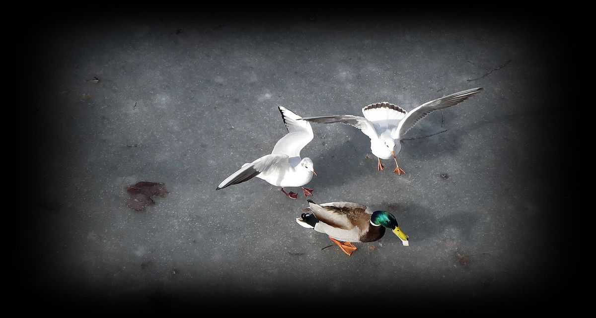 P1970063nein das ist mein Stückchen Brot.JPG
