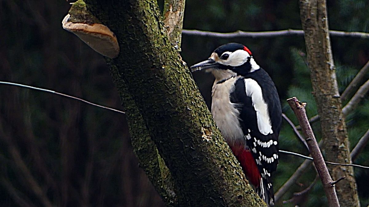 Specht im Garten.JPG
