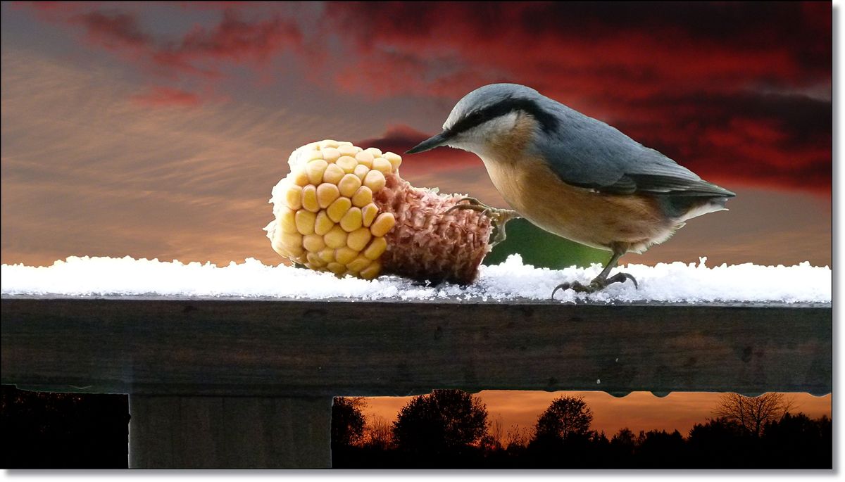 Hintergrund wurde ausgetauscht 1600x.jpg