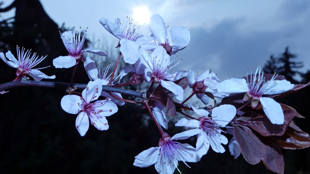 Kirschblüten im Hintergrund die Sonne mit.JPG