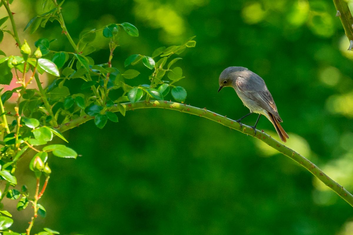 Gartenroschwänzchen auf Rosenbogen