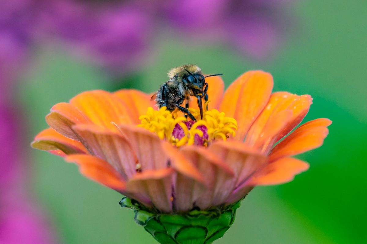 Sommerliche Farbexplosion