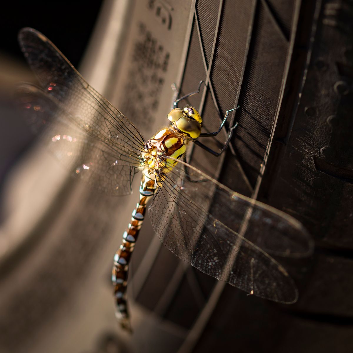 "Continental"-Libelle