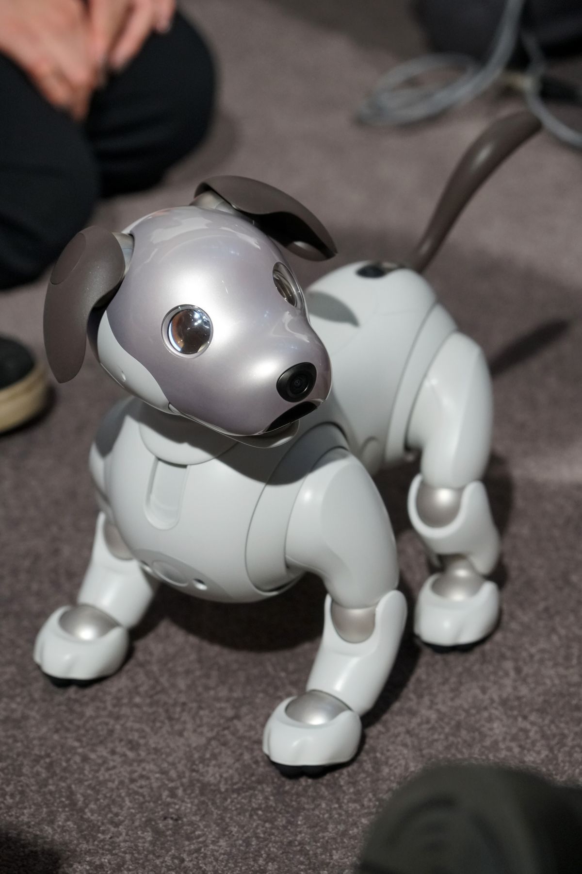 aibo.jpg