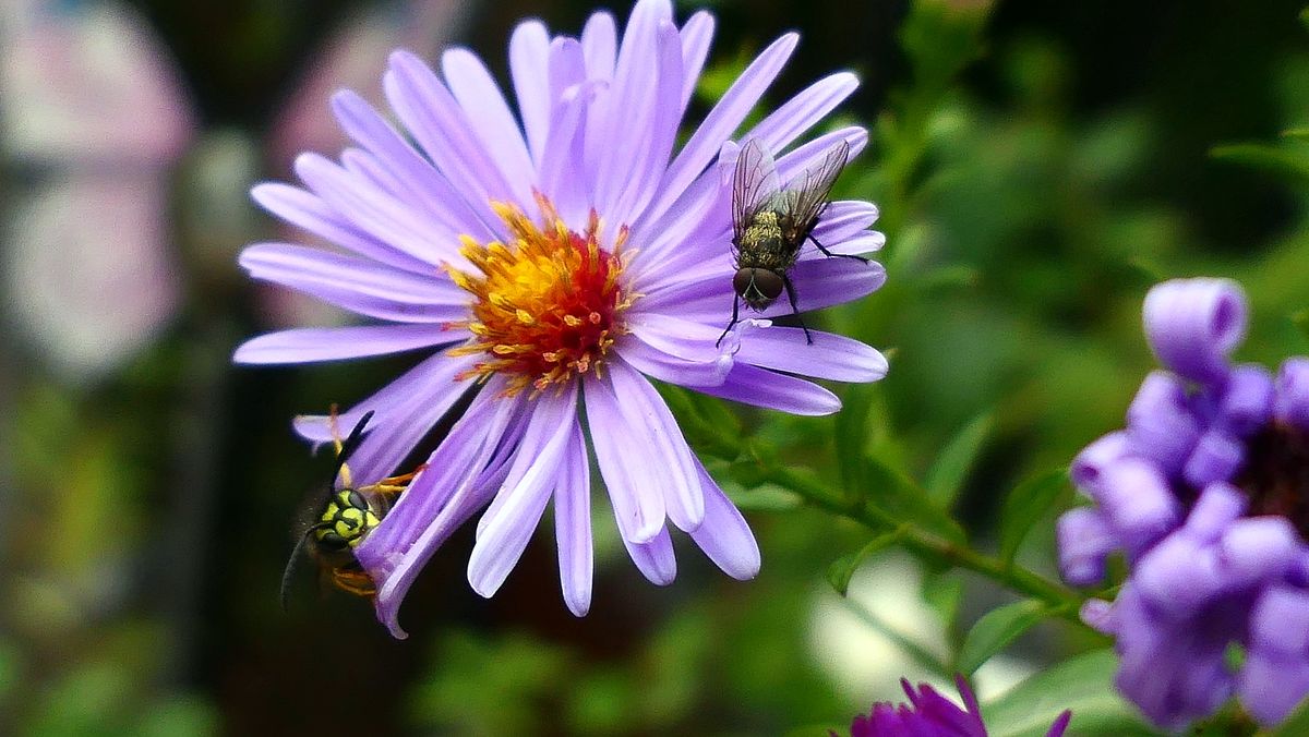 eine Blume mit Besucher.JPG