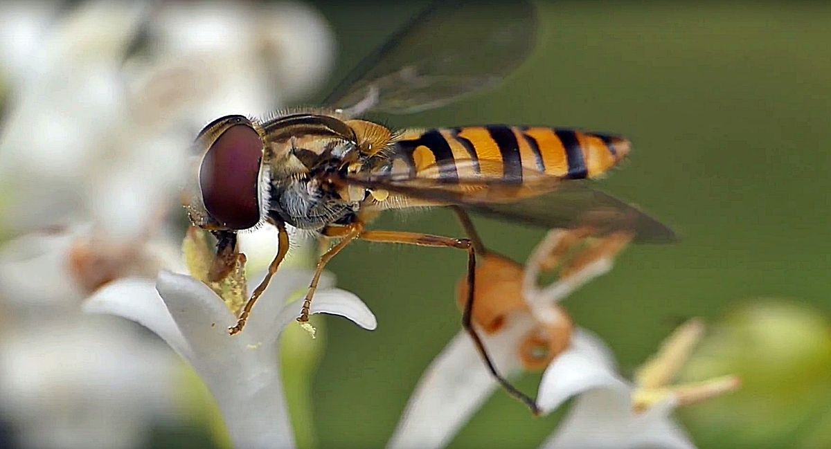 Schwebfiege  aus mein Film 2 test.jpg