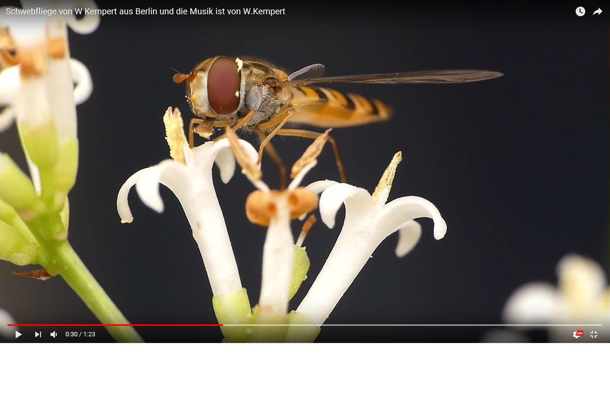 Schwebfiege  aus mein Film 10.jpg