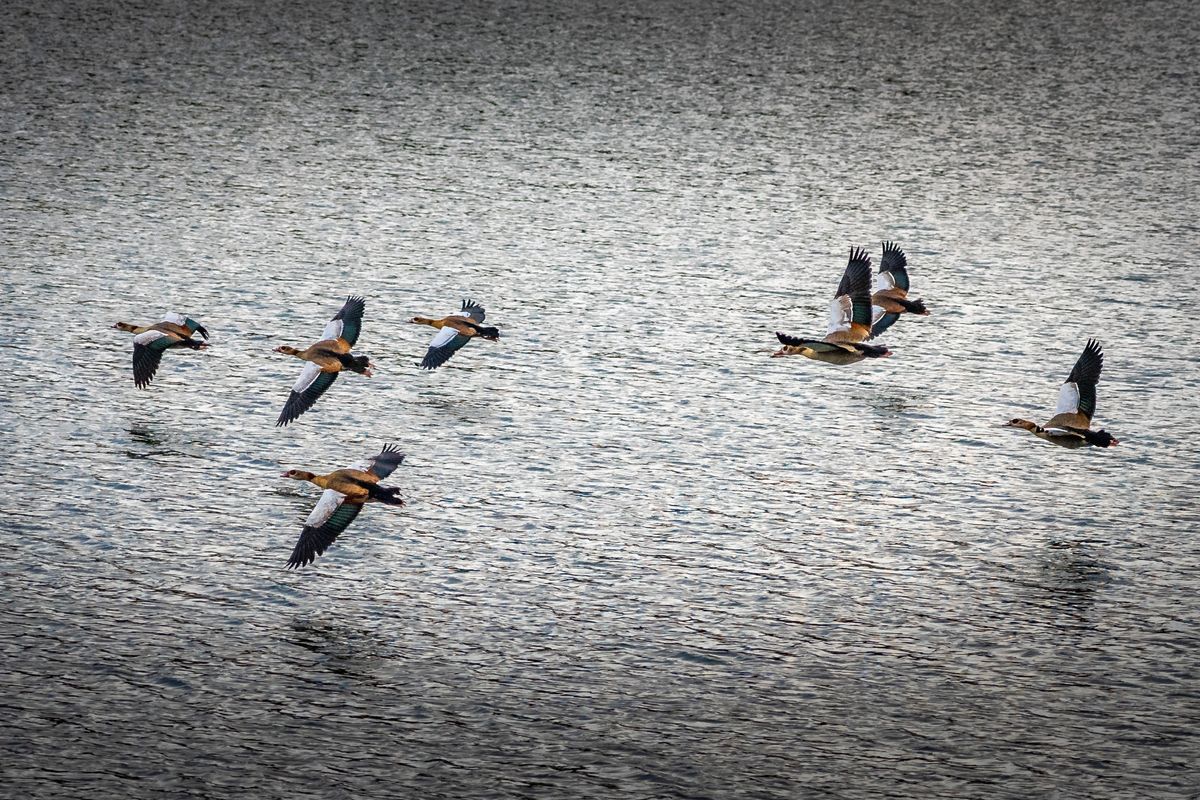 Flug der Nilgänse