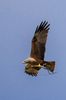 Bussard mit Baumaterial