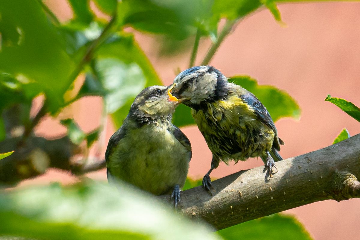 Verliebte Blaumeisen 2