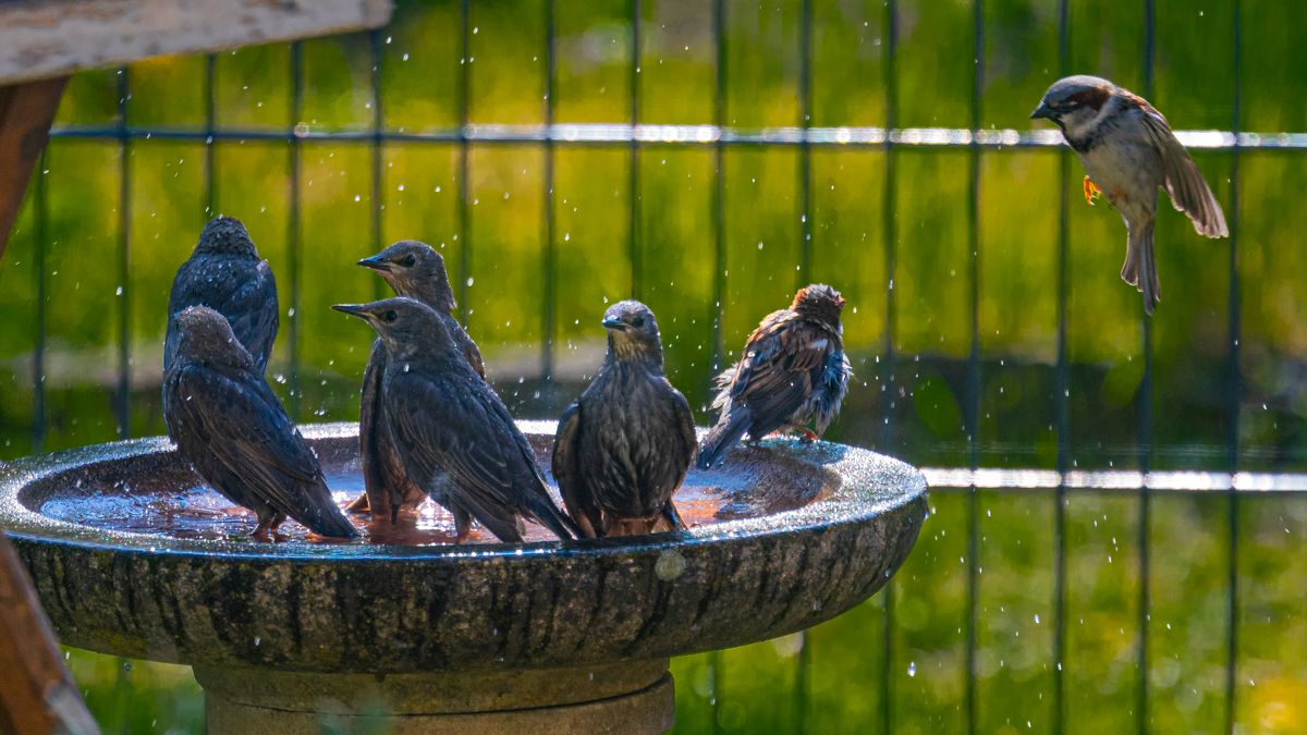 Staren- und Spatzenbad
