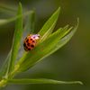asiatischen Marienkäferchen