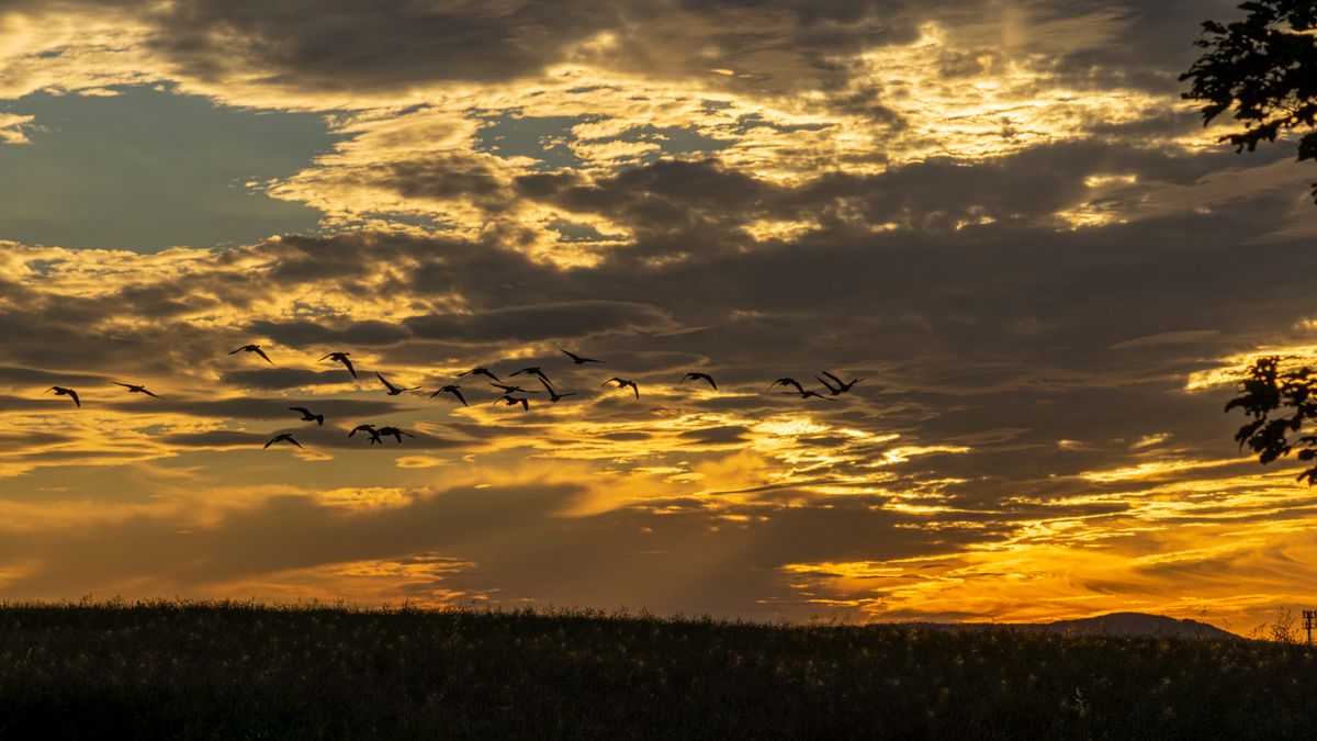 Graugänse im Abendhimmel