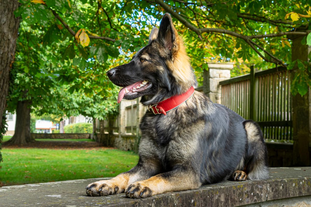 Stolzer Deutscher Schäferhund