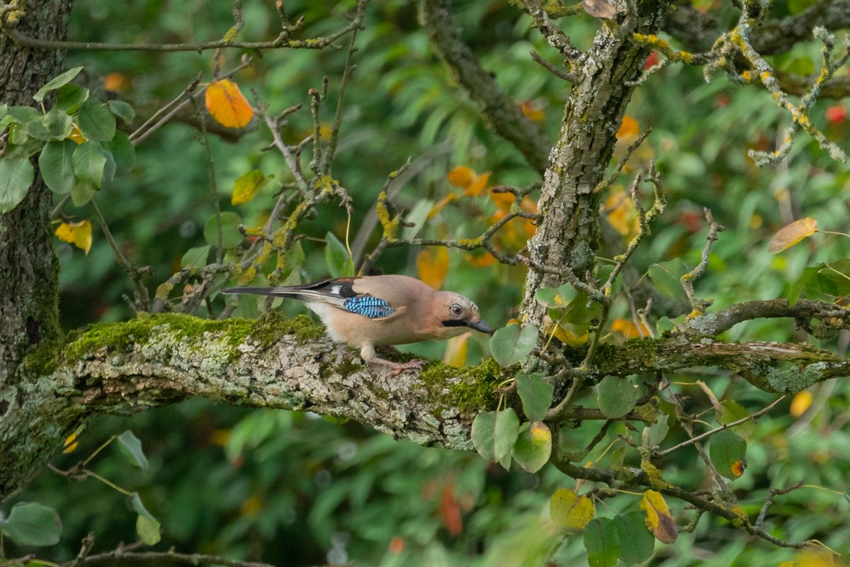 Eichelhährt - Wo ist das Futter?