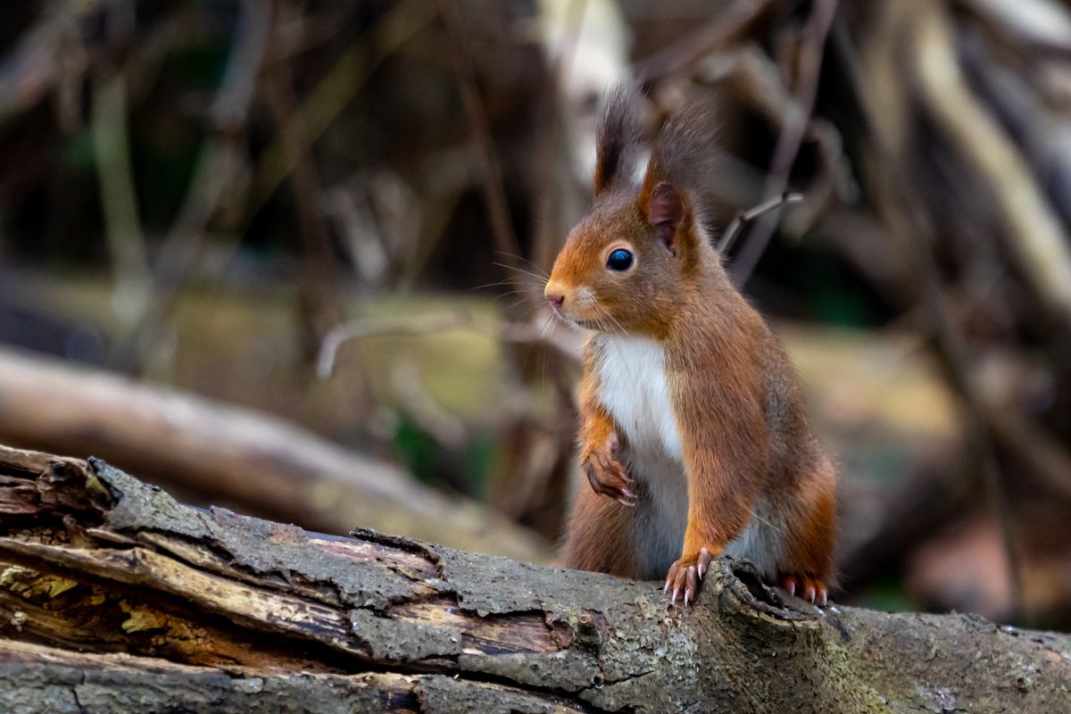 kein Winter in Sicht
