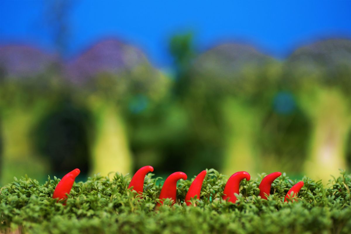 Broccoli, Chillis und  Kresse