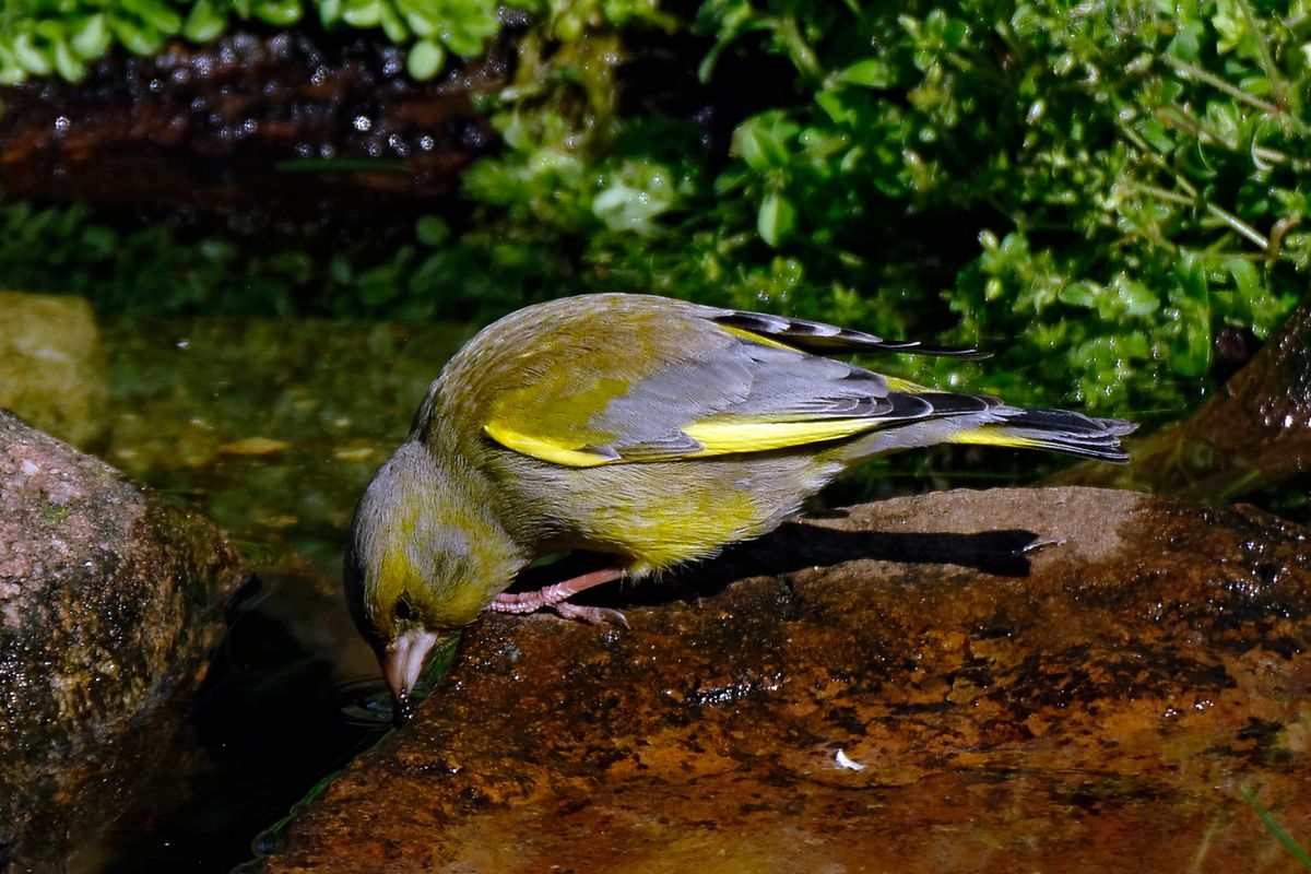 Das Grünfinken Männchen