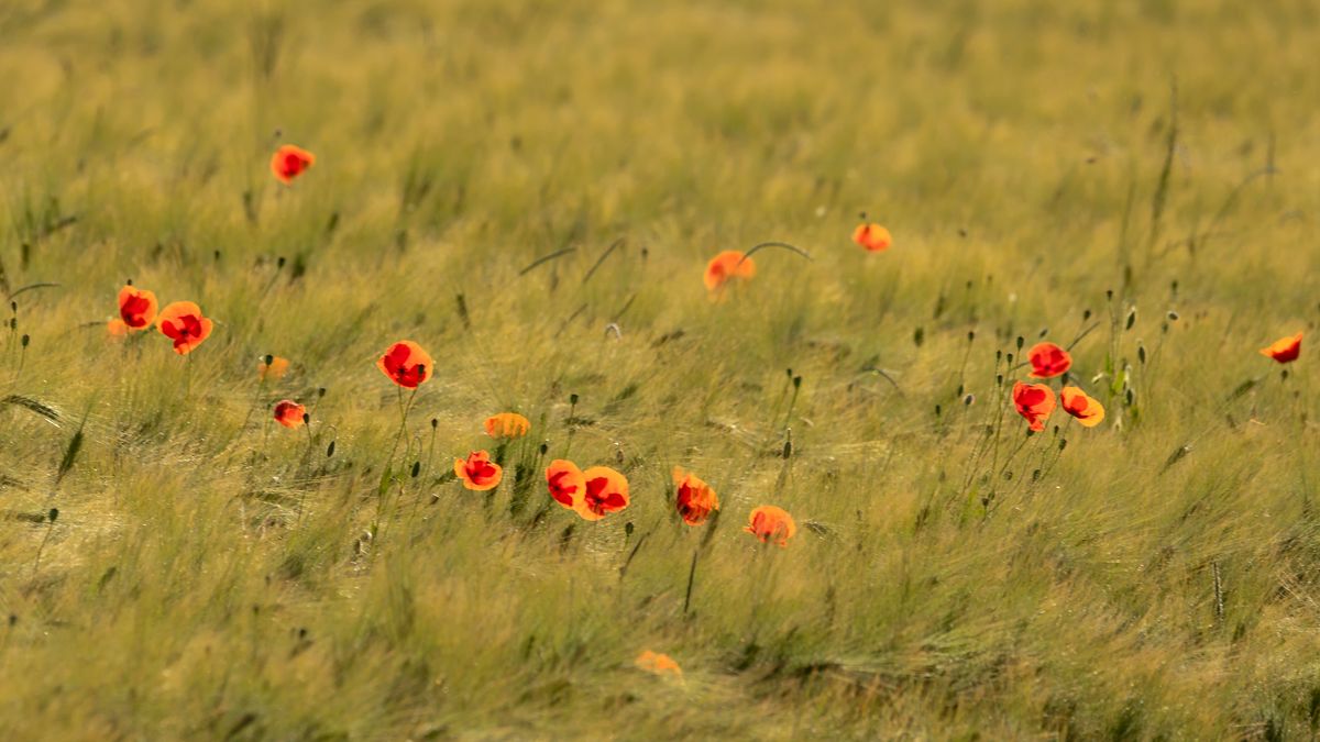 Klatschmohn im Kornfeld