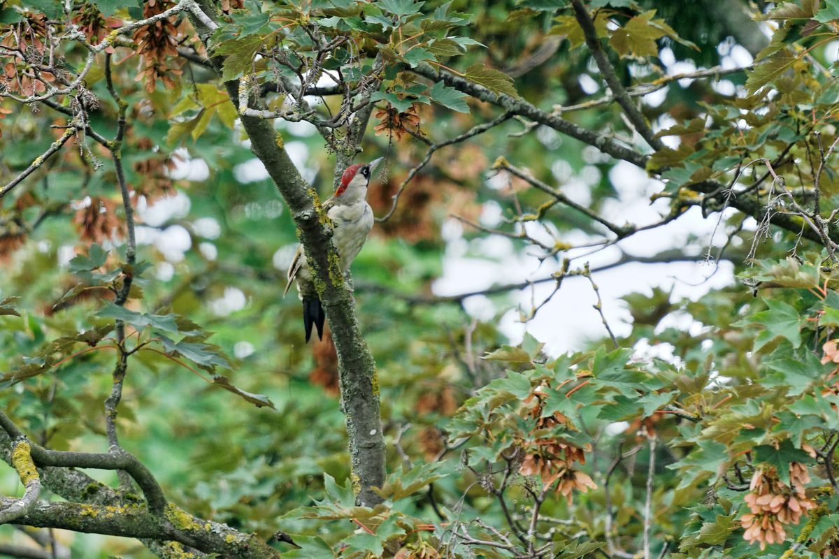 Grünspecht in Göttinger Gärten, ISO 500; f 6.3; 570 mm